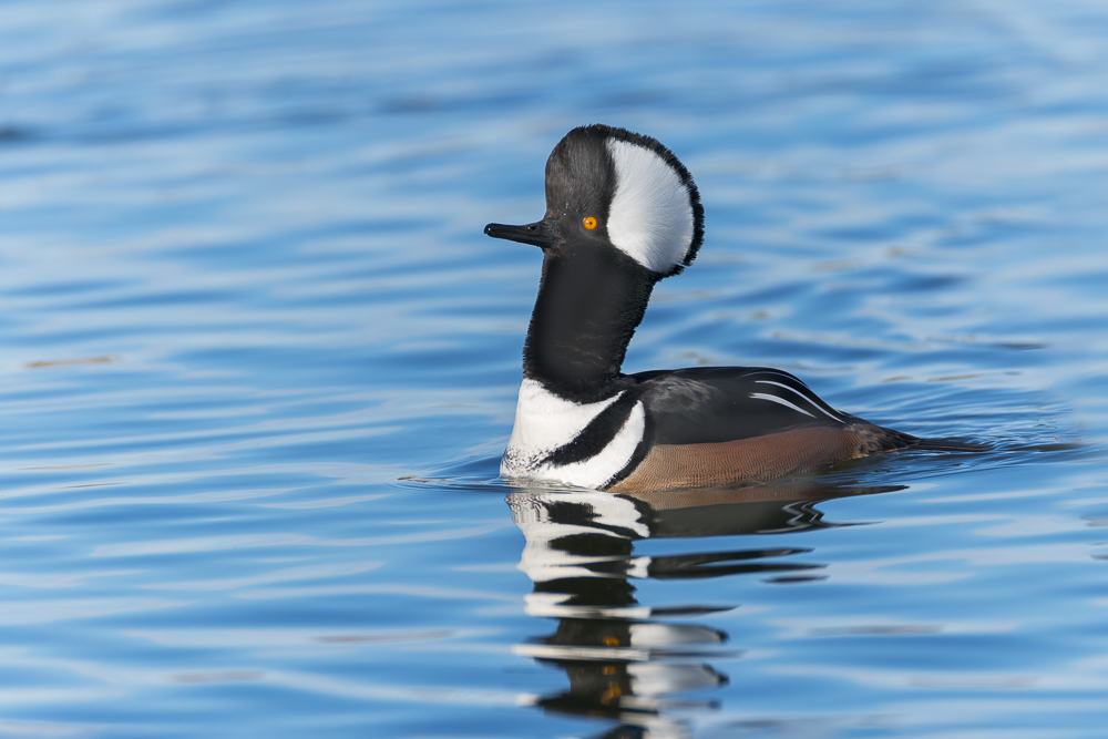 Hooded Merganser;Lophodytes cucullatus;One;avifauna;bird;birds;color image;color photograph;feather;feathered;feathers;natural;nature;outdoor;outdoors;wild;wilderness;wildlife